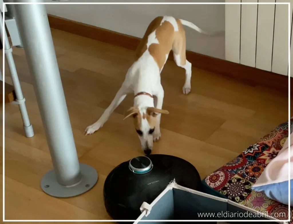 Una Whippet oliendo un aspirador