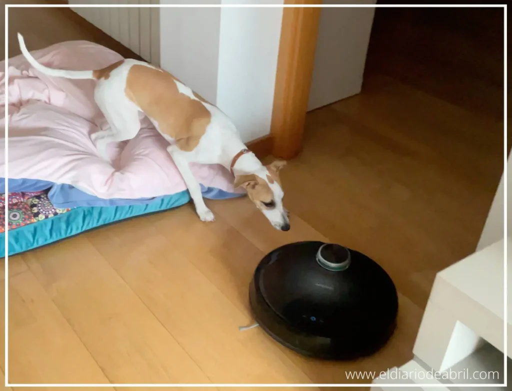 Una Whippet con un aspirador
