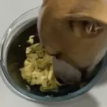 Tortilla de perejil para perros
