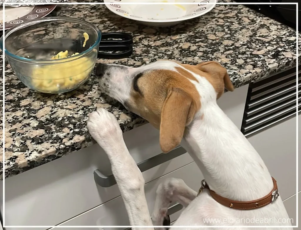 Una Whippet en la cocina