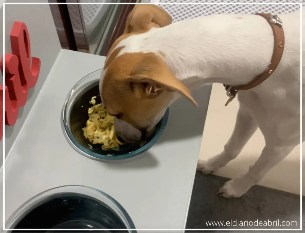 Whippet comiendo tortilla de perejil