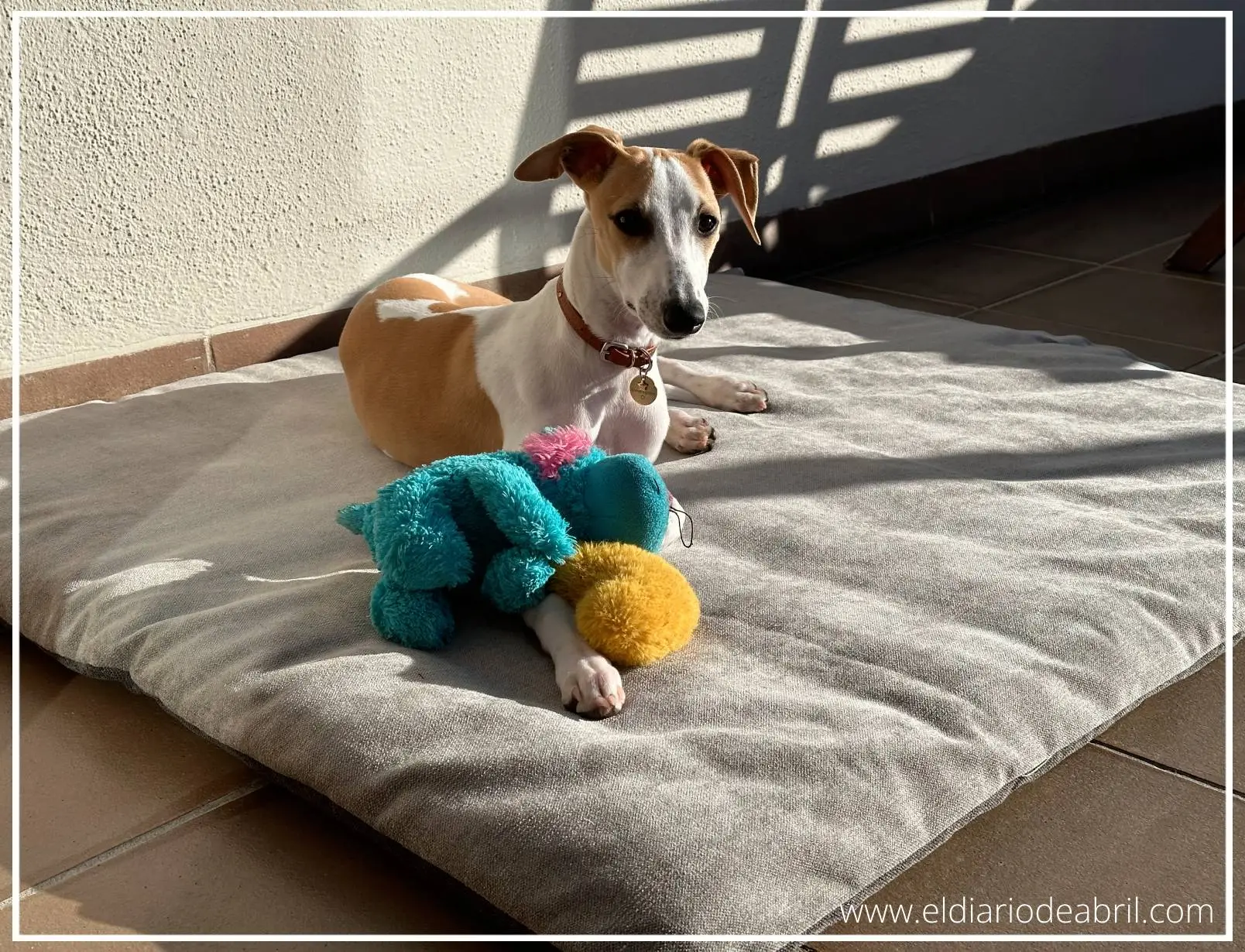 Whippet tomando el sol en la terraza