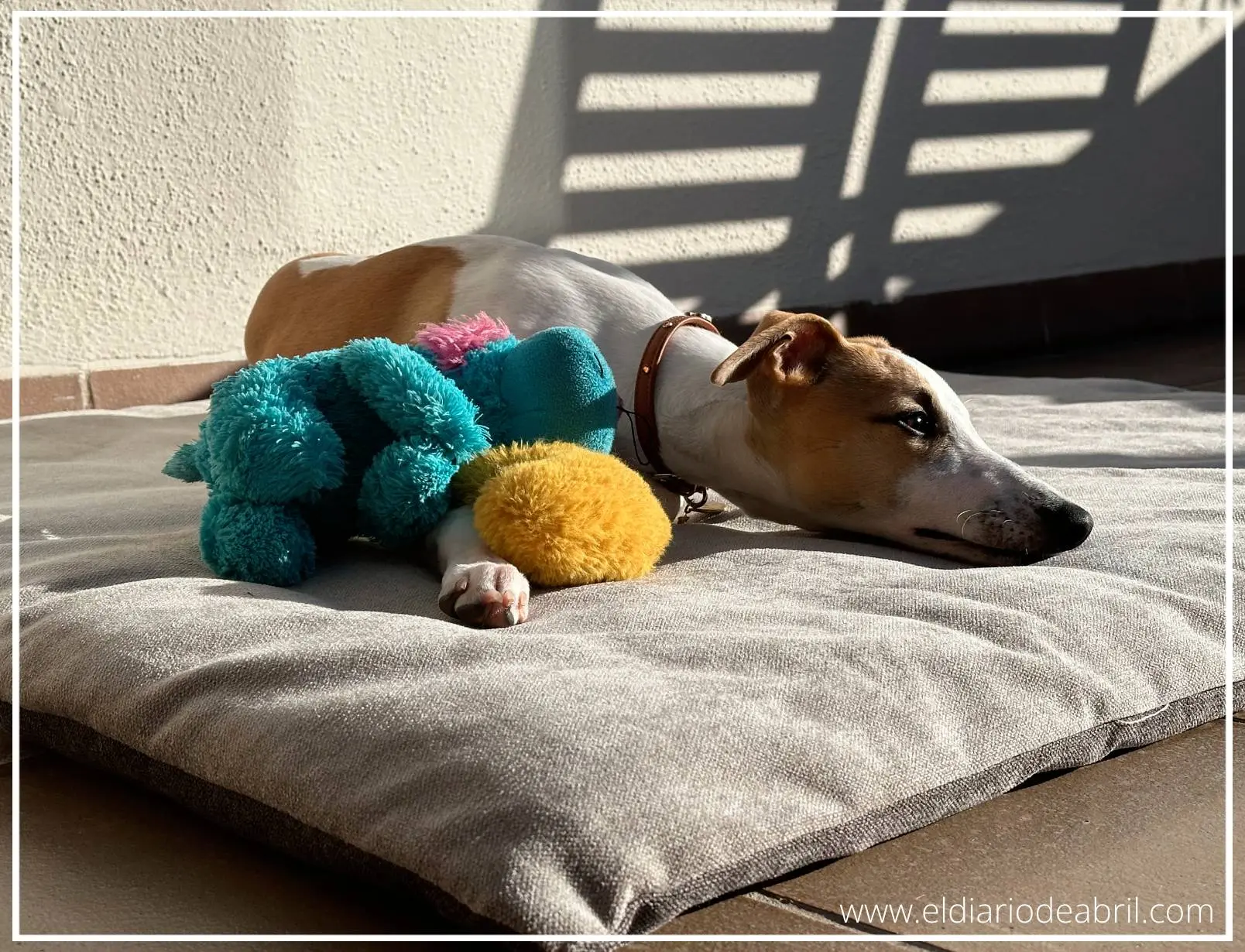 Whippet tumbada bajo el sol
