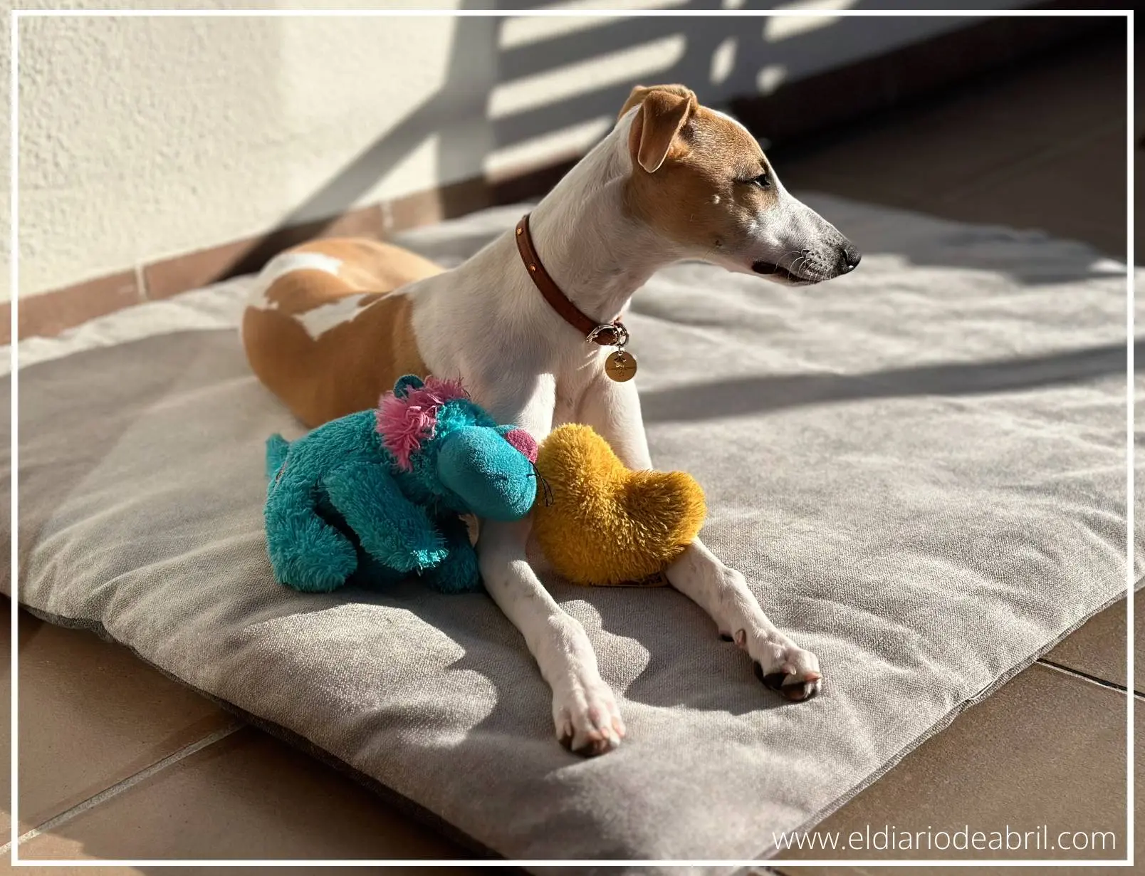 Whippet con muñeco azul