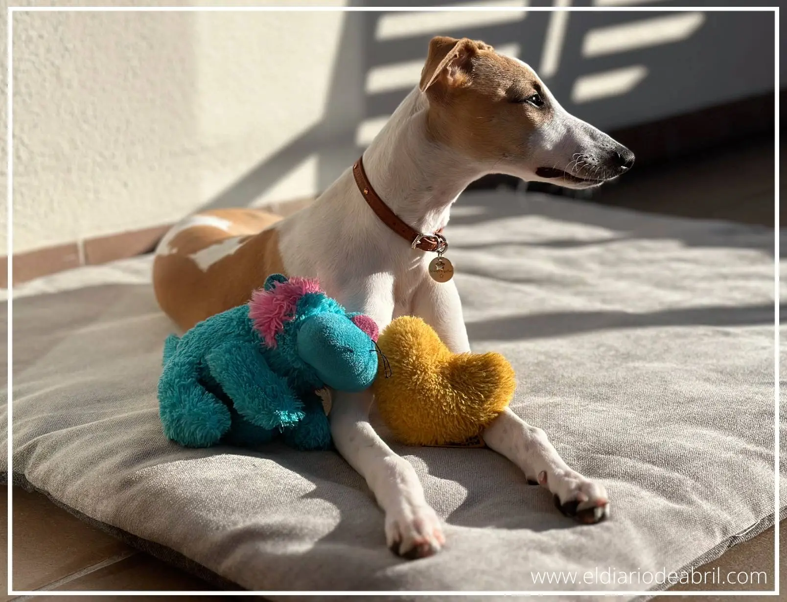 Whippet oliendo la mañana
