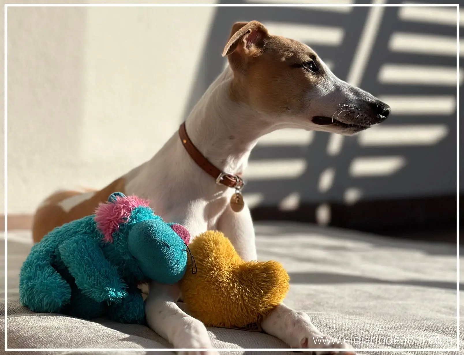 Whippet tumbada con peluches