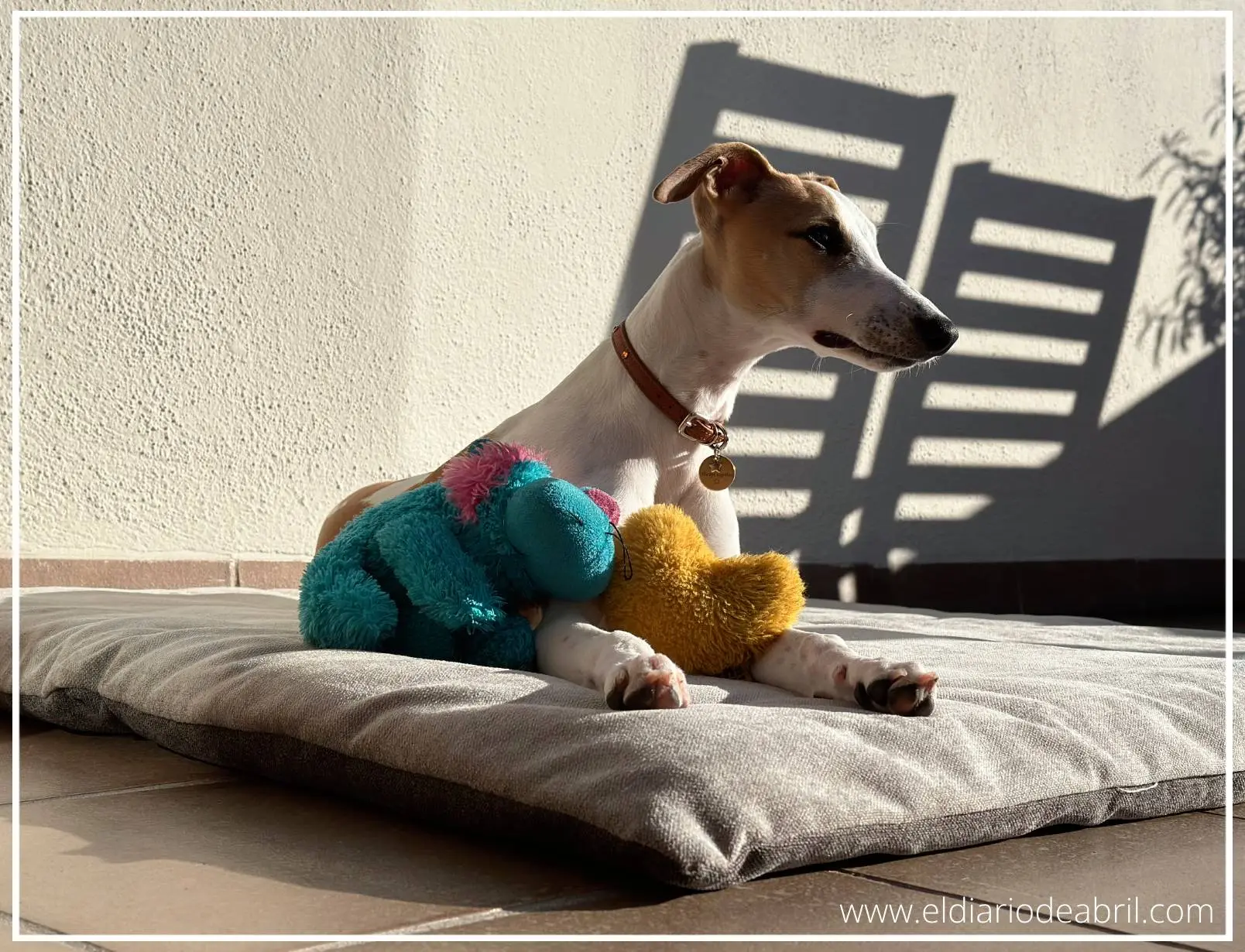 Whippet tumbada al sol en cojines