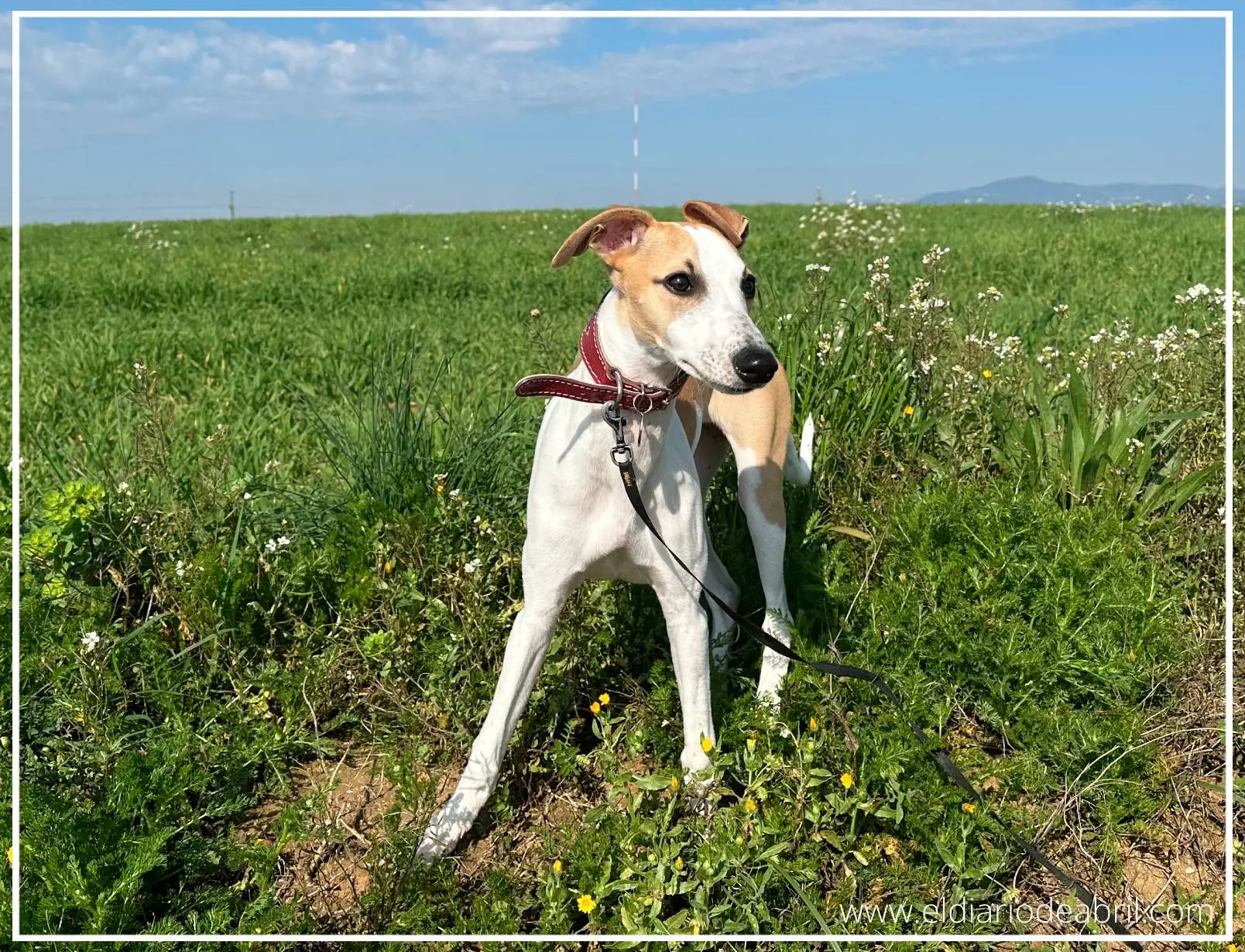 Whippet en el campo verde