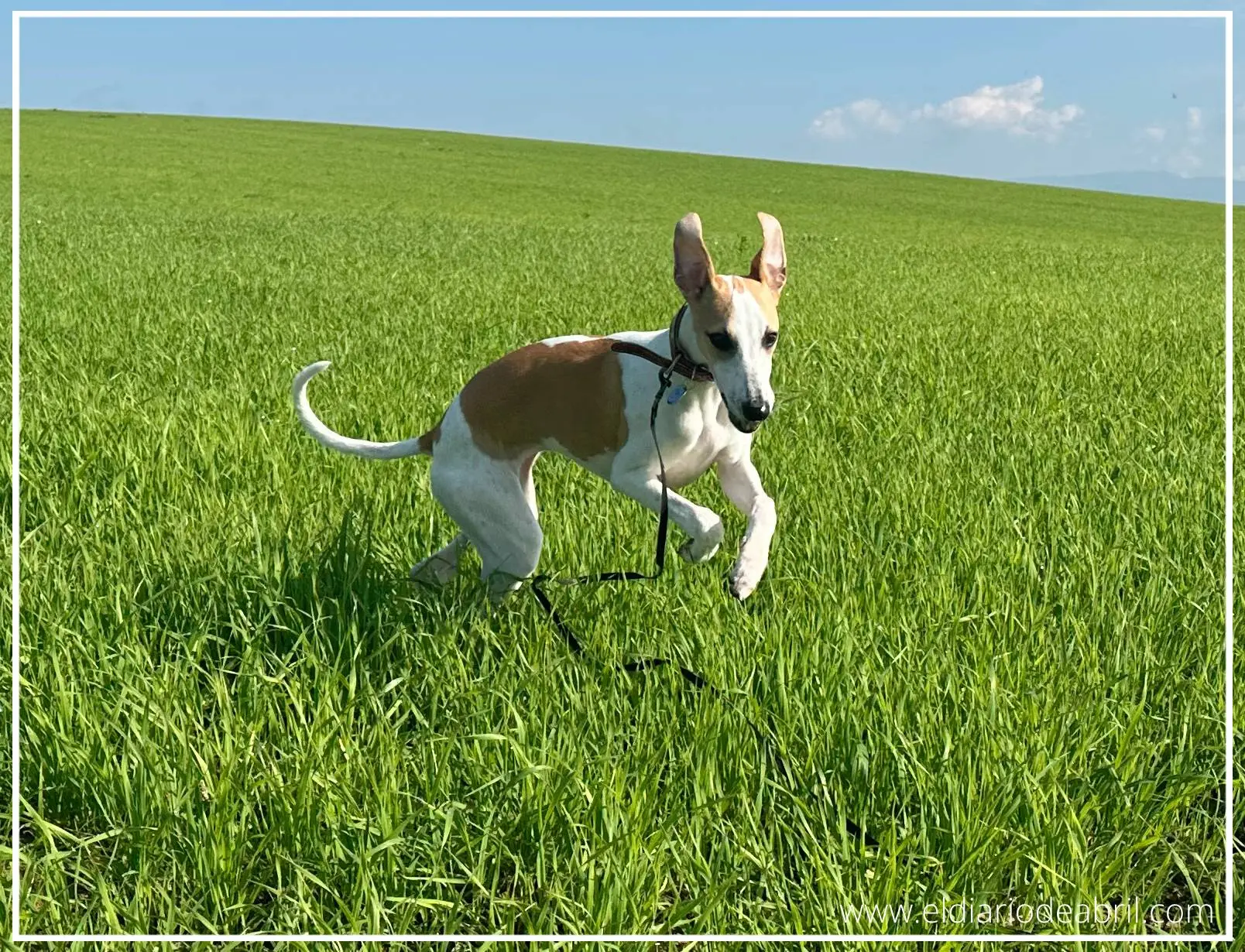 Whippet corriendo en campo verde