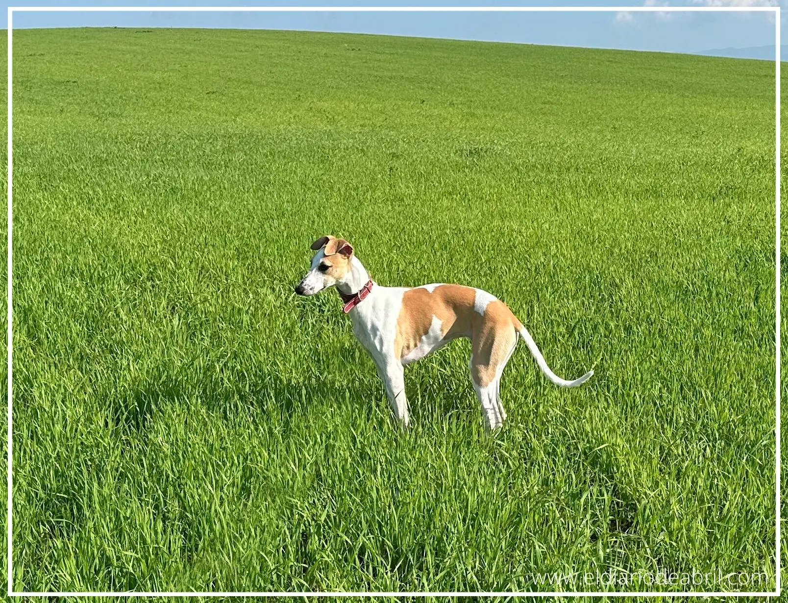Whippet con paisaje verde detrás