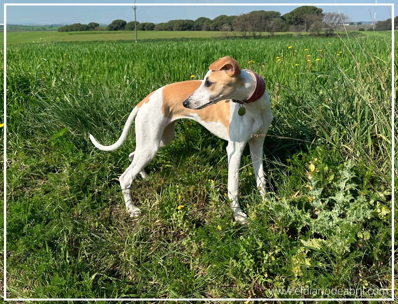 Whippet sobre el cesped verde