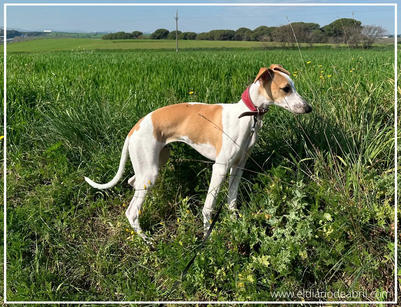 Whippet disfrutando en el campo