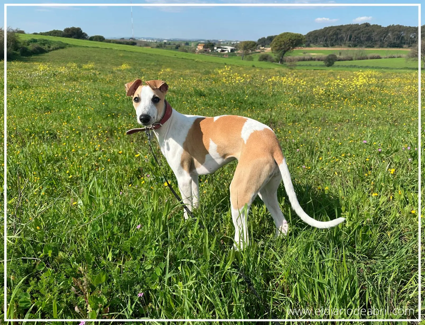 Whippet sobre un campo verde