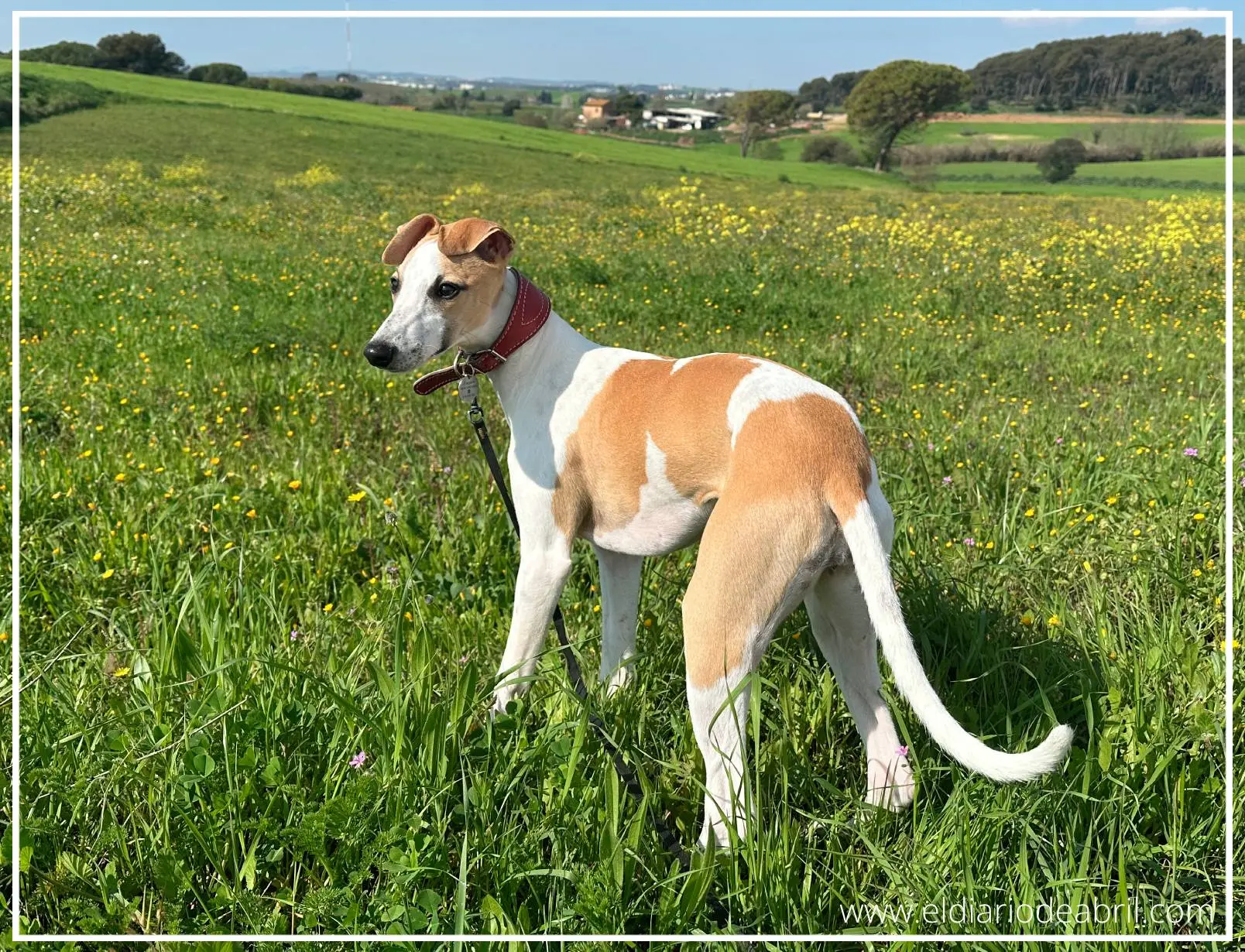 Whippet mirando el campo verde