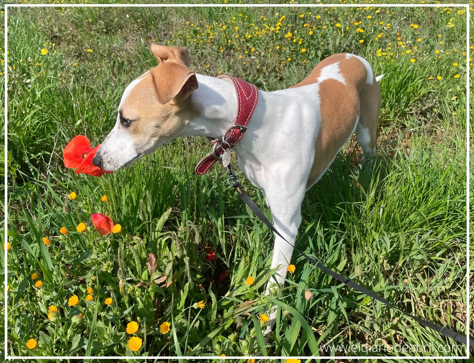Whippet con una amapola roja