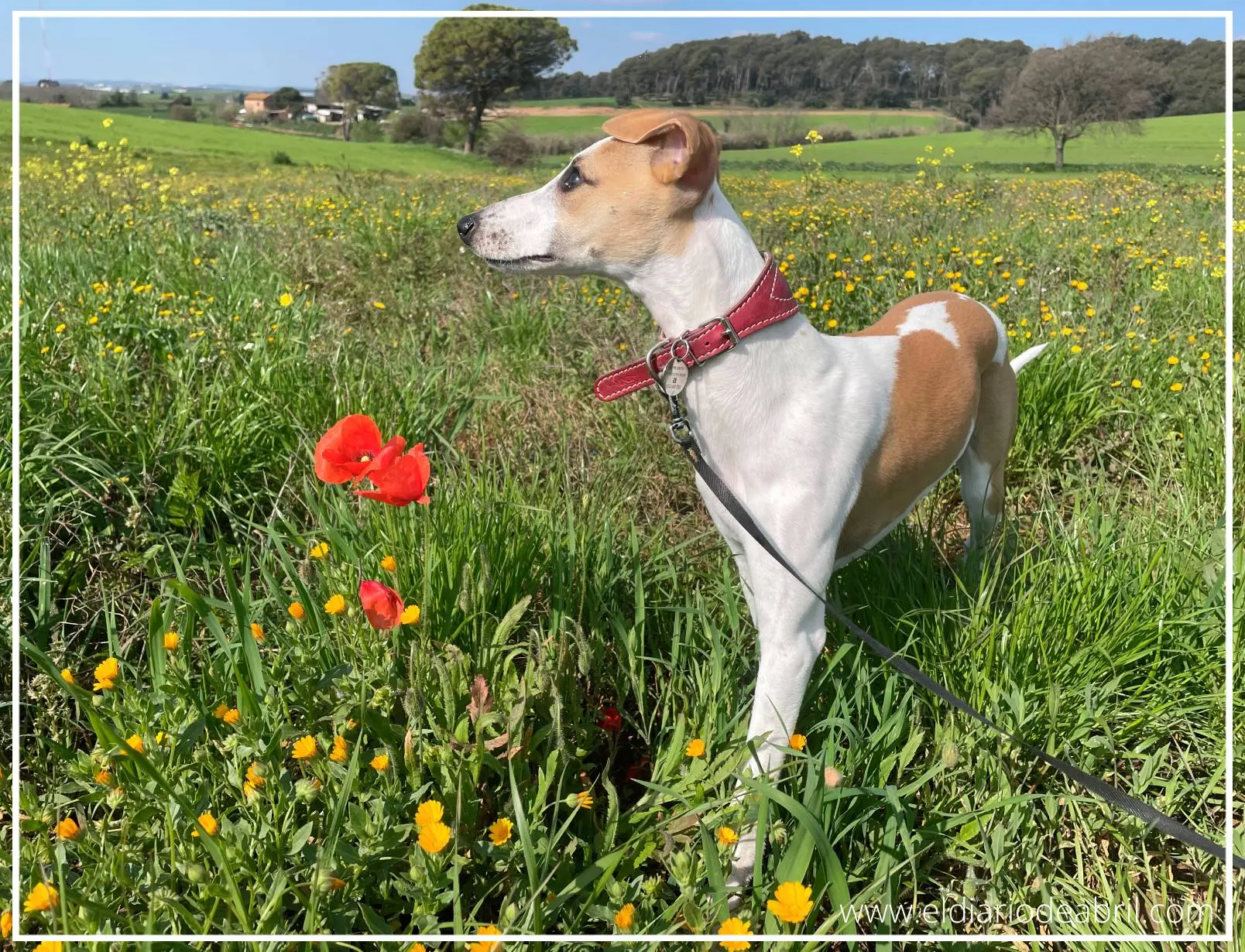 Whippet oliendo una amapola