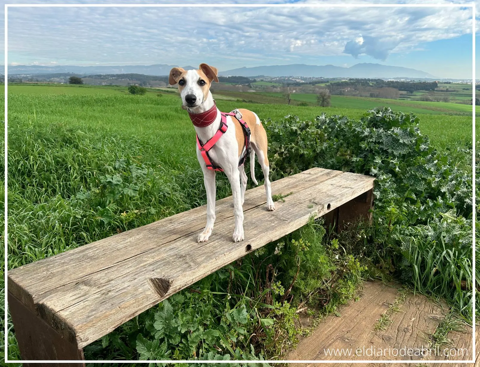 Una Whippet subida a un banco de madera