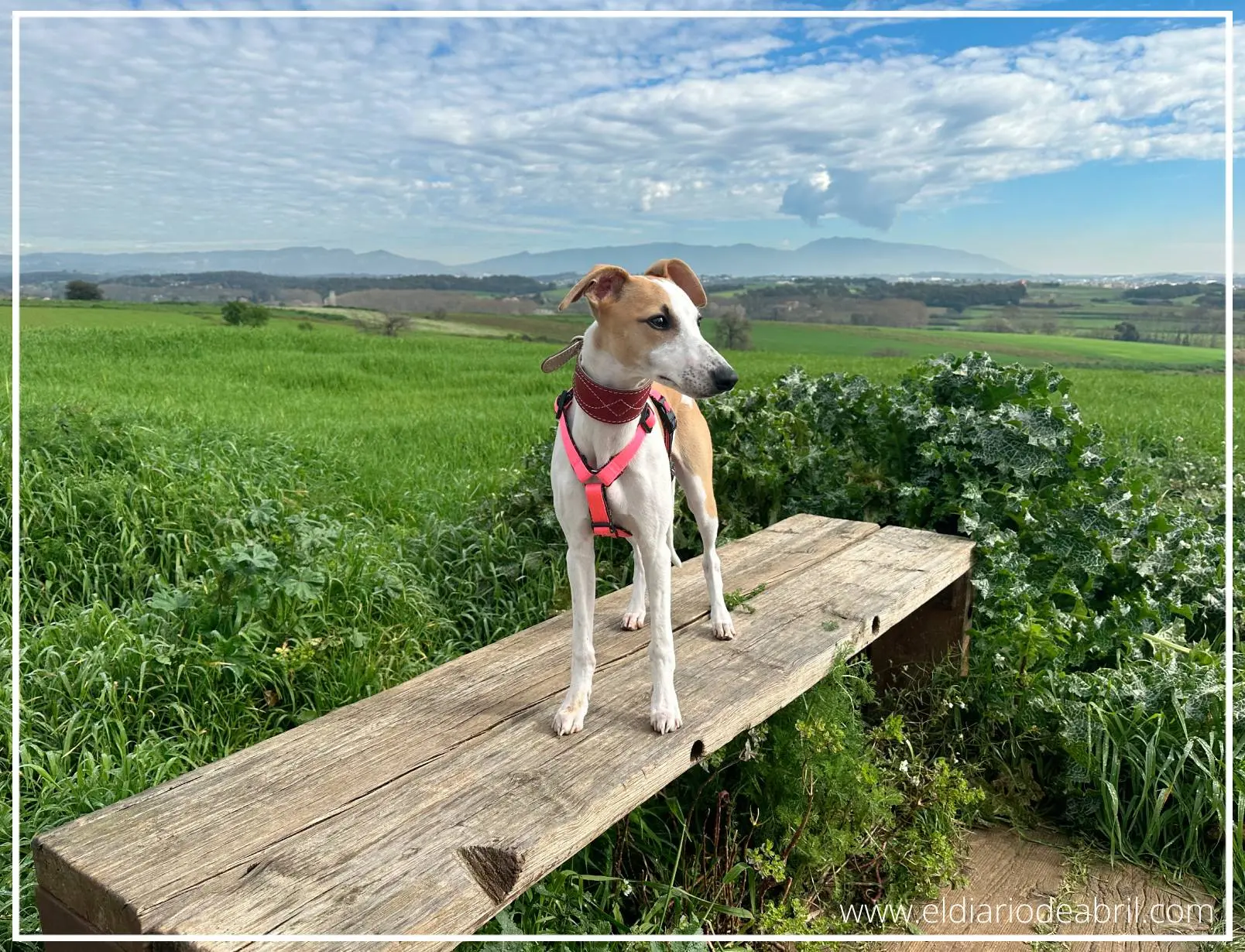 Una Whippet mirando el paisaje