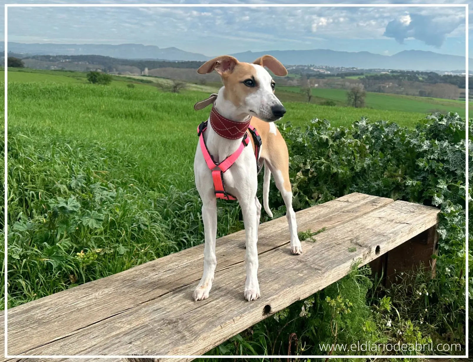Whippet en un campo verde