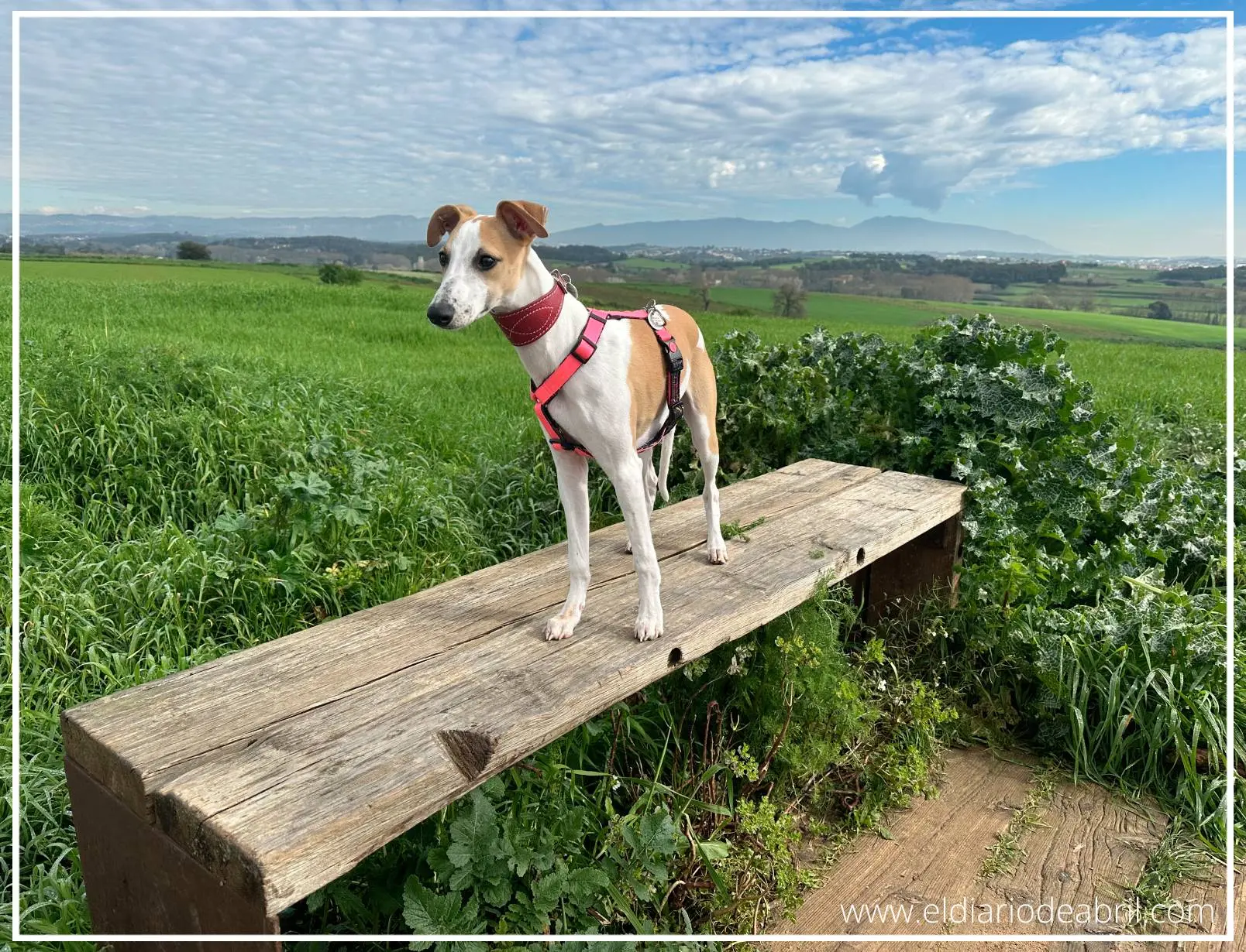 Whippet con arnés en el campo