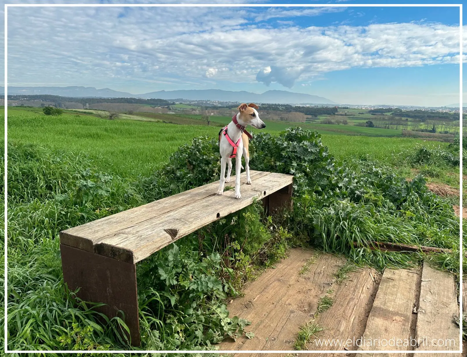Whippet en un paisaje con nubes