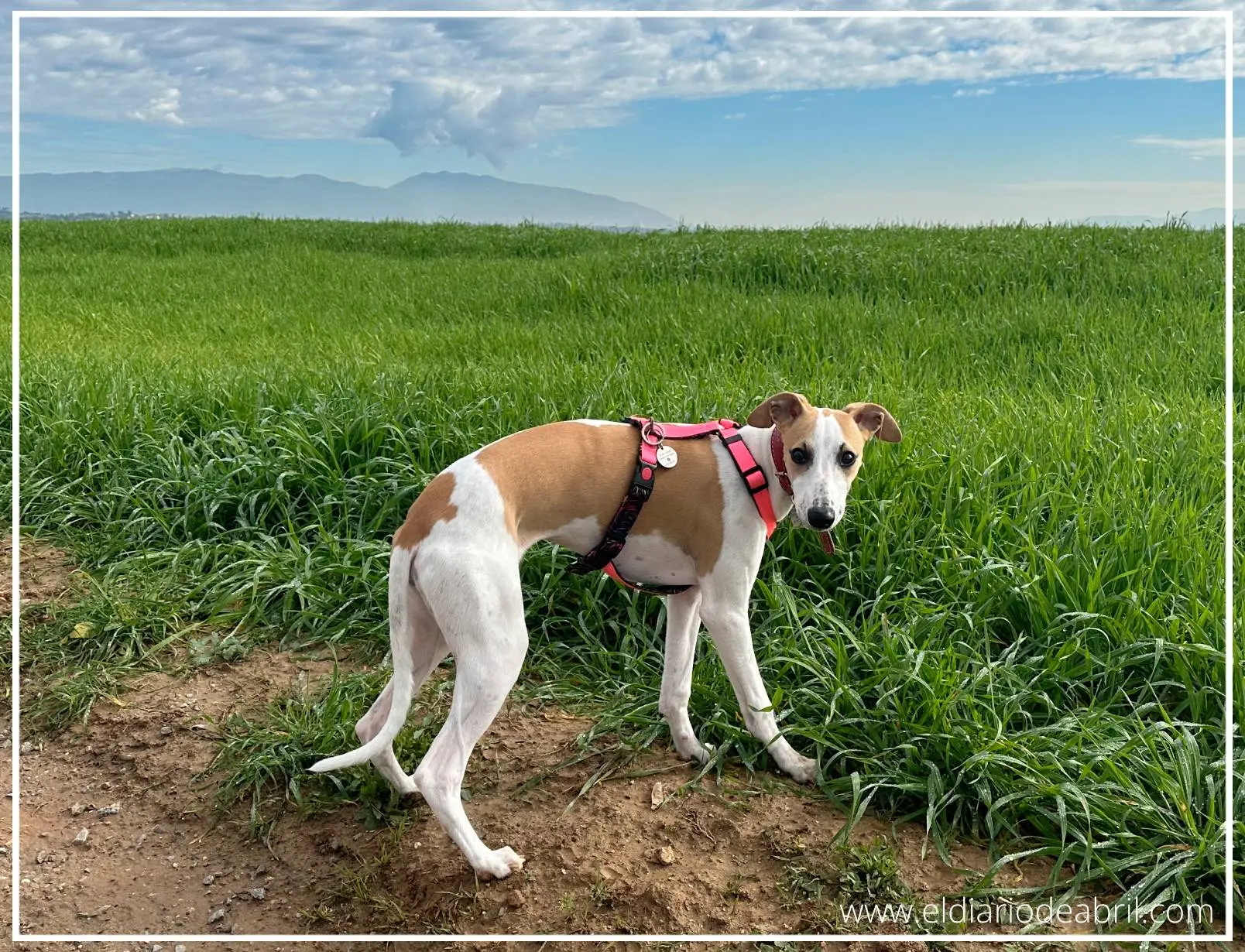 Whippet en la hierba verde