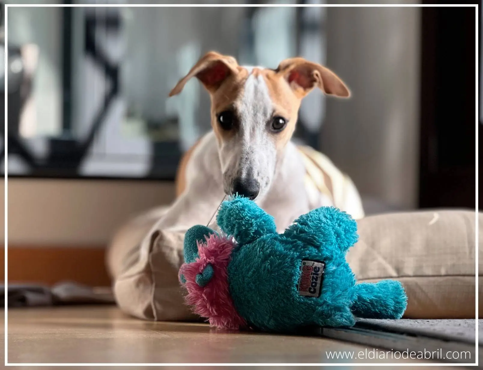 Whippet posando con oso azul