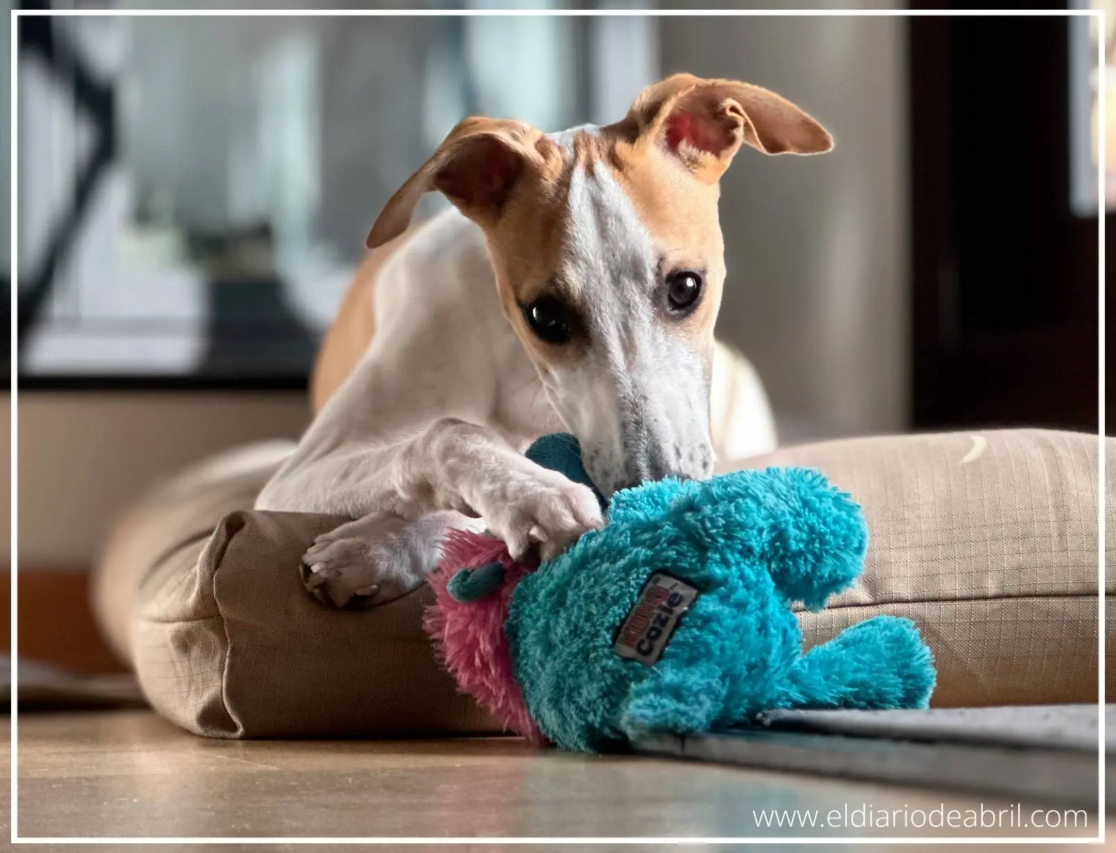 Whippet con oso de juguete en la boca
