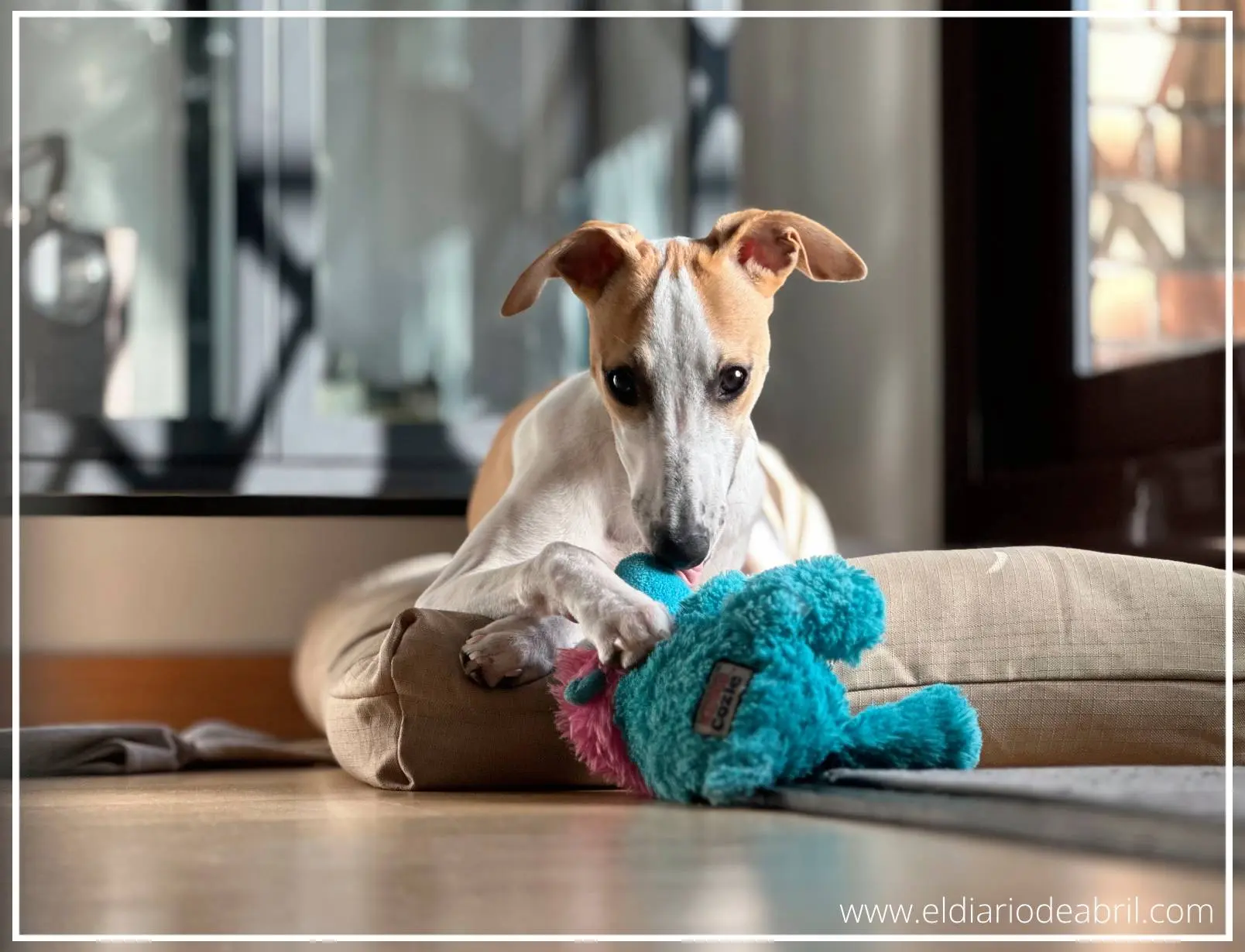 Whippet sobre un cojín marrón