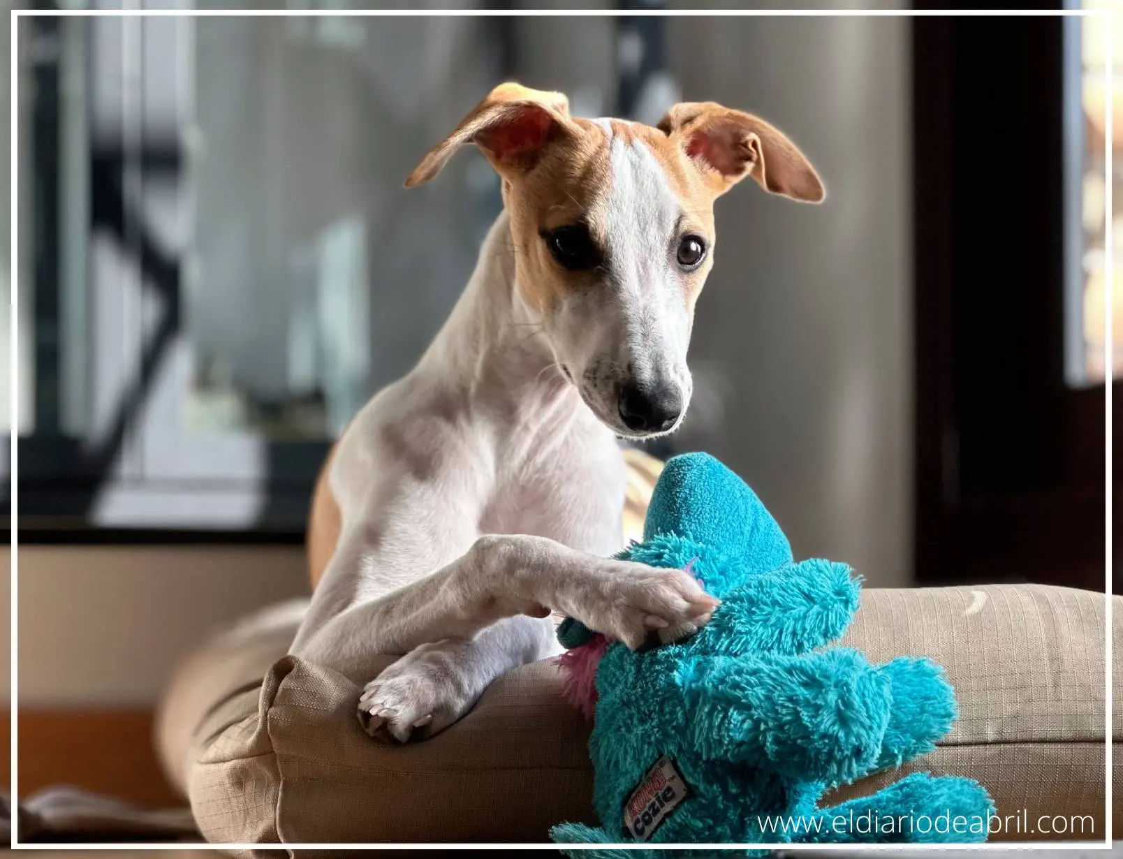Whippet tumbada en una colchoneta