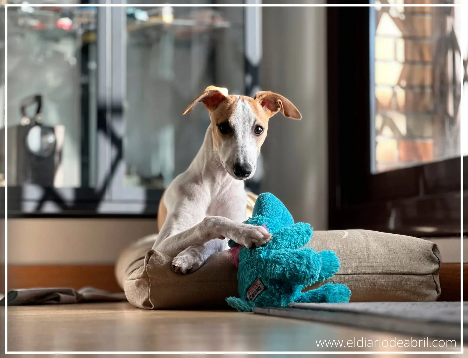 Whippet descansando sobre su cama