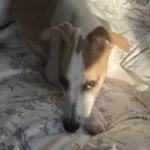 ¿Que es el Zoomie canino?