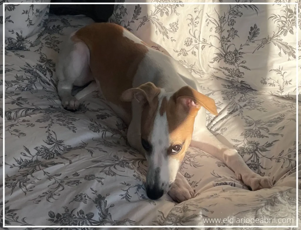Whippet en una cama durmiendo