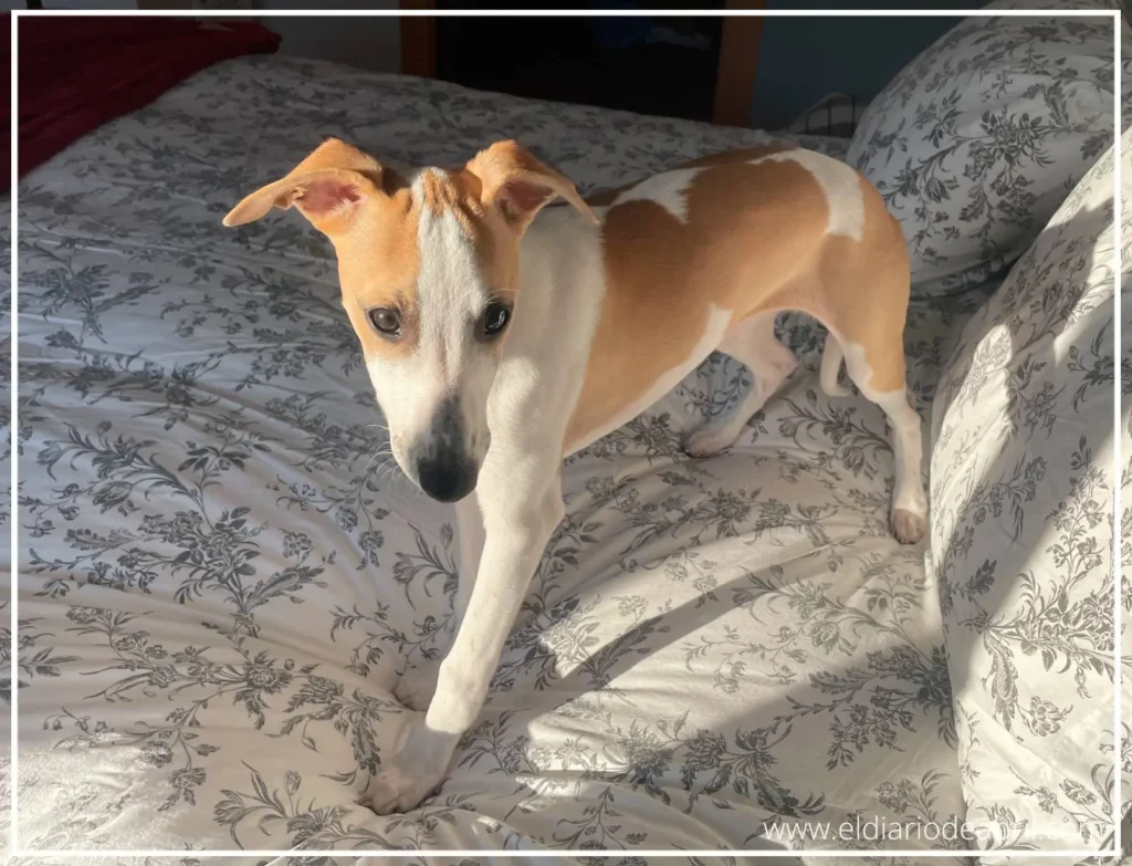 Whippet encima de una cama