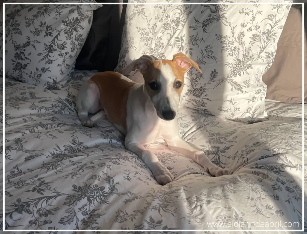 Whippet tumbado en una cama