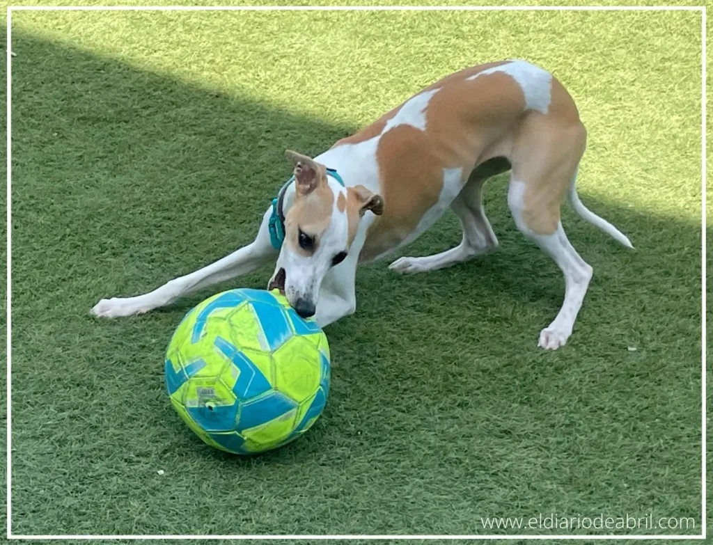Abril mordiendo una pelota de cuero