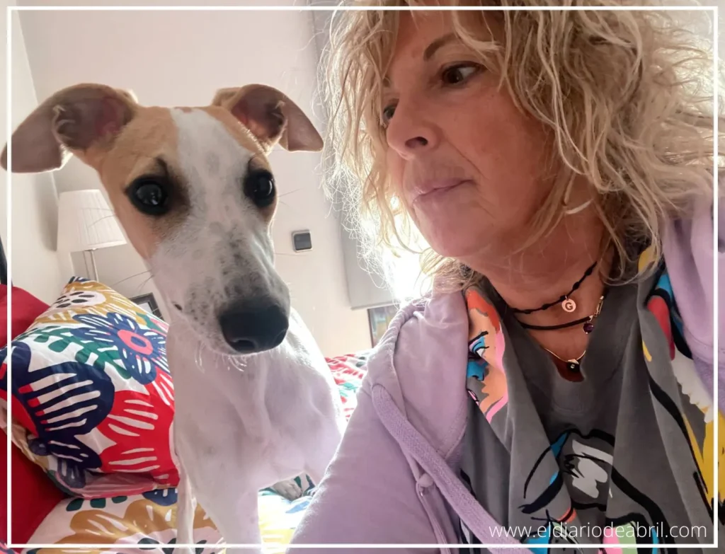 Miradas de Whippet y mami