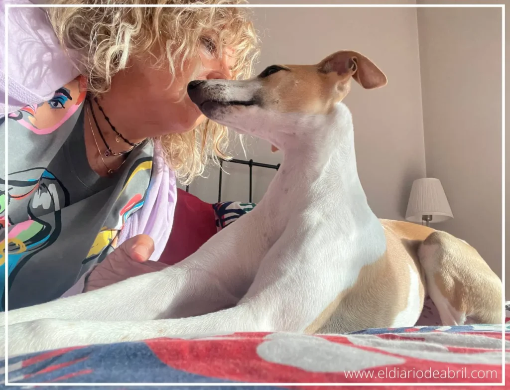 Conexiones con una Whippet