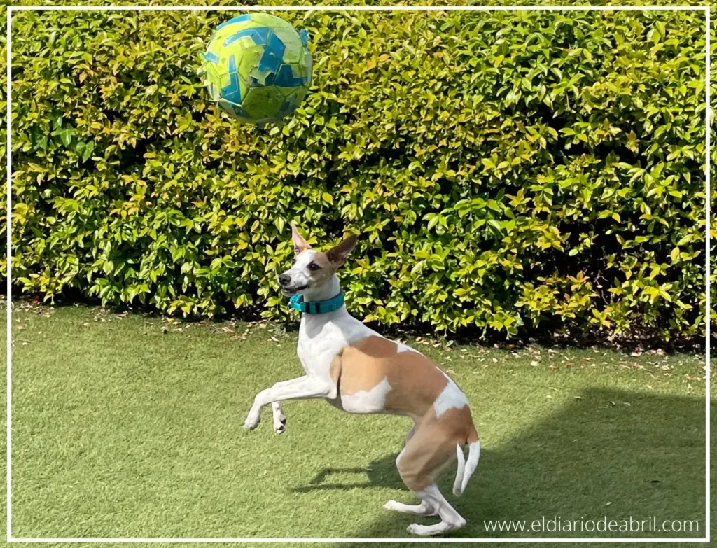Whippet jugando con la pelota en el cesped