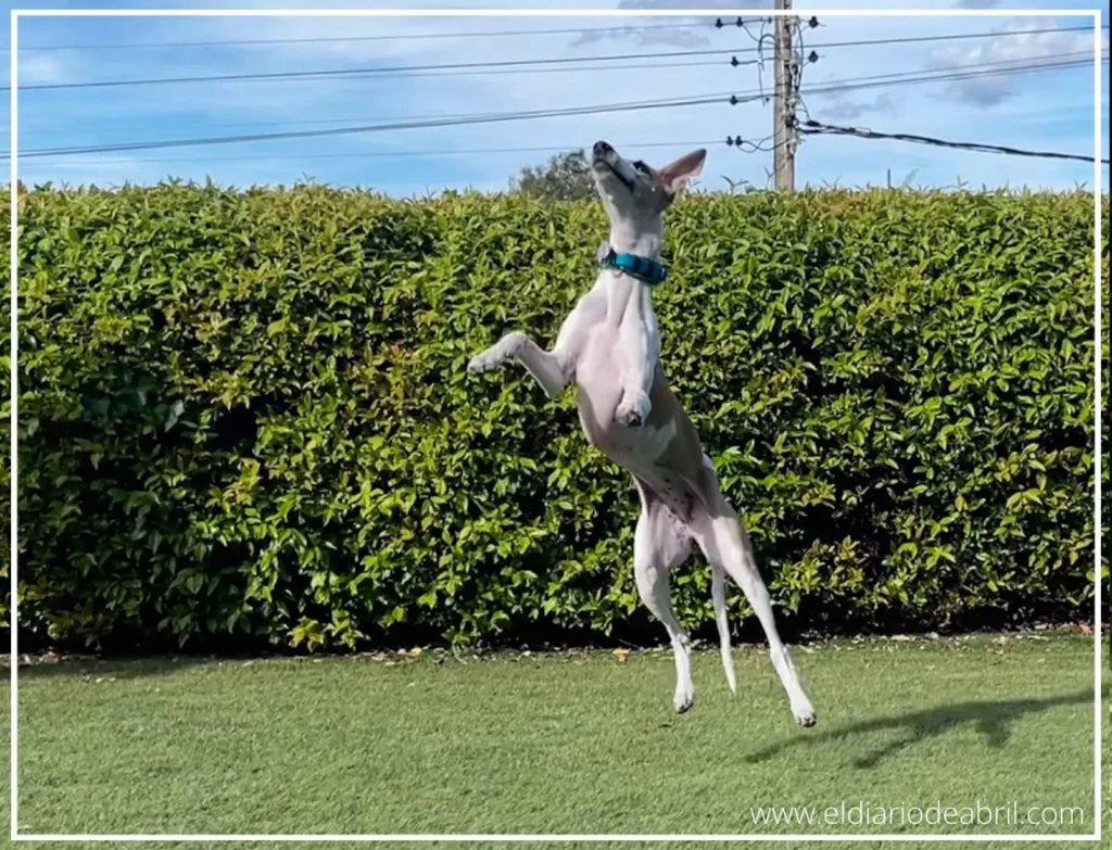 Los mejores saltos de los Whippets