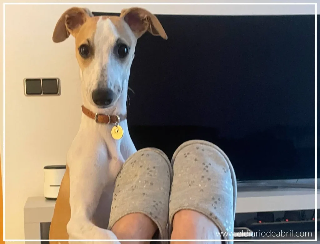 Abril jugando con las zapatillas