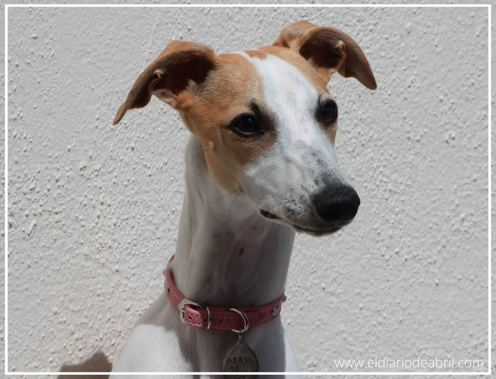 Retrato de Whippet cercana