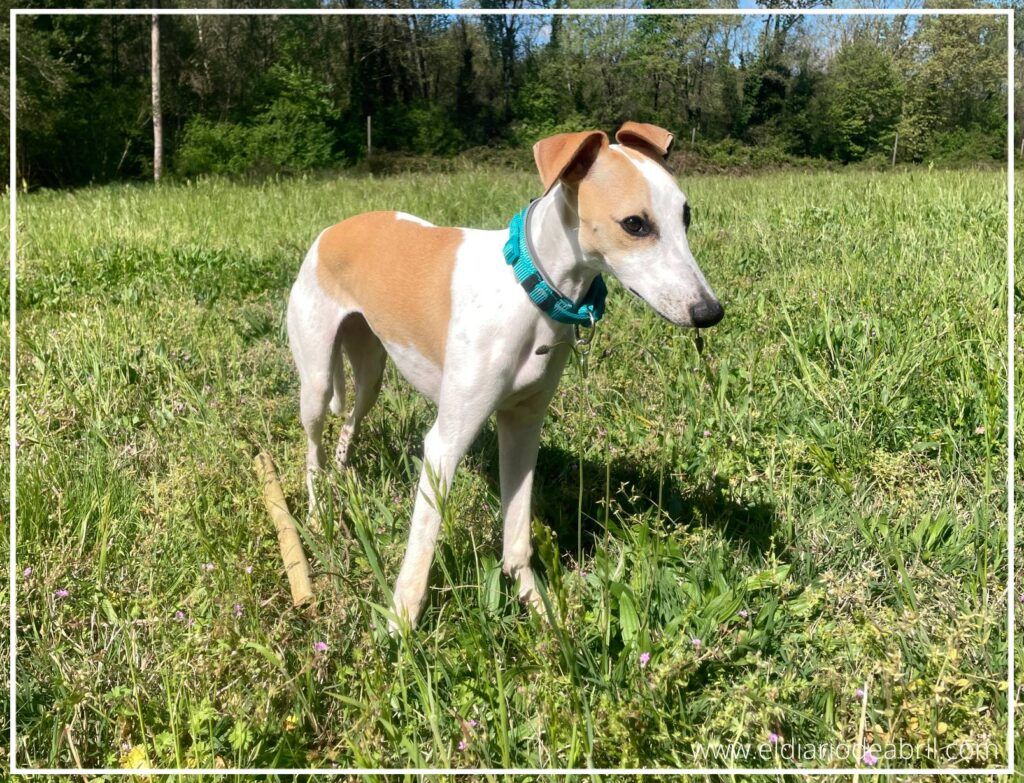 Crianza de una Whippet