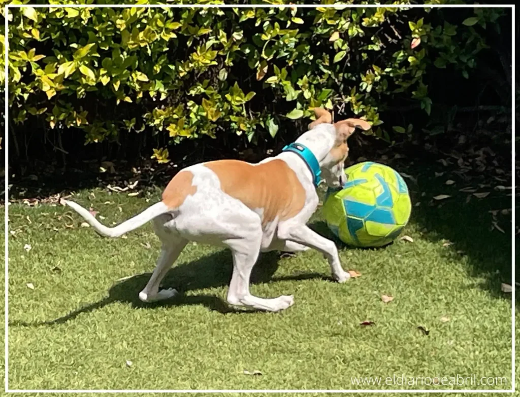 Whippet Abril acorralando a la pelota de cuero