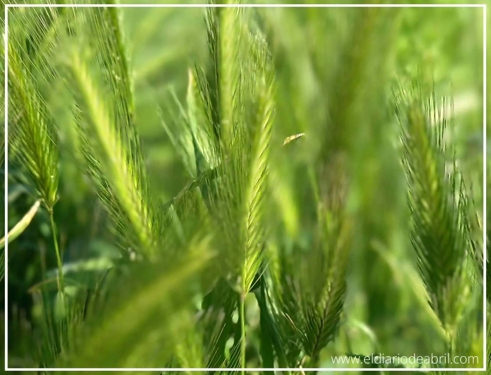 Espigas verdes de campo recién salidas