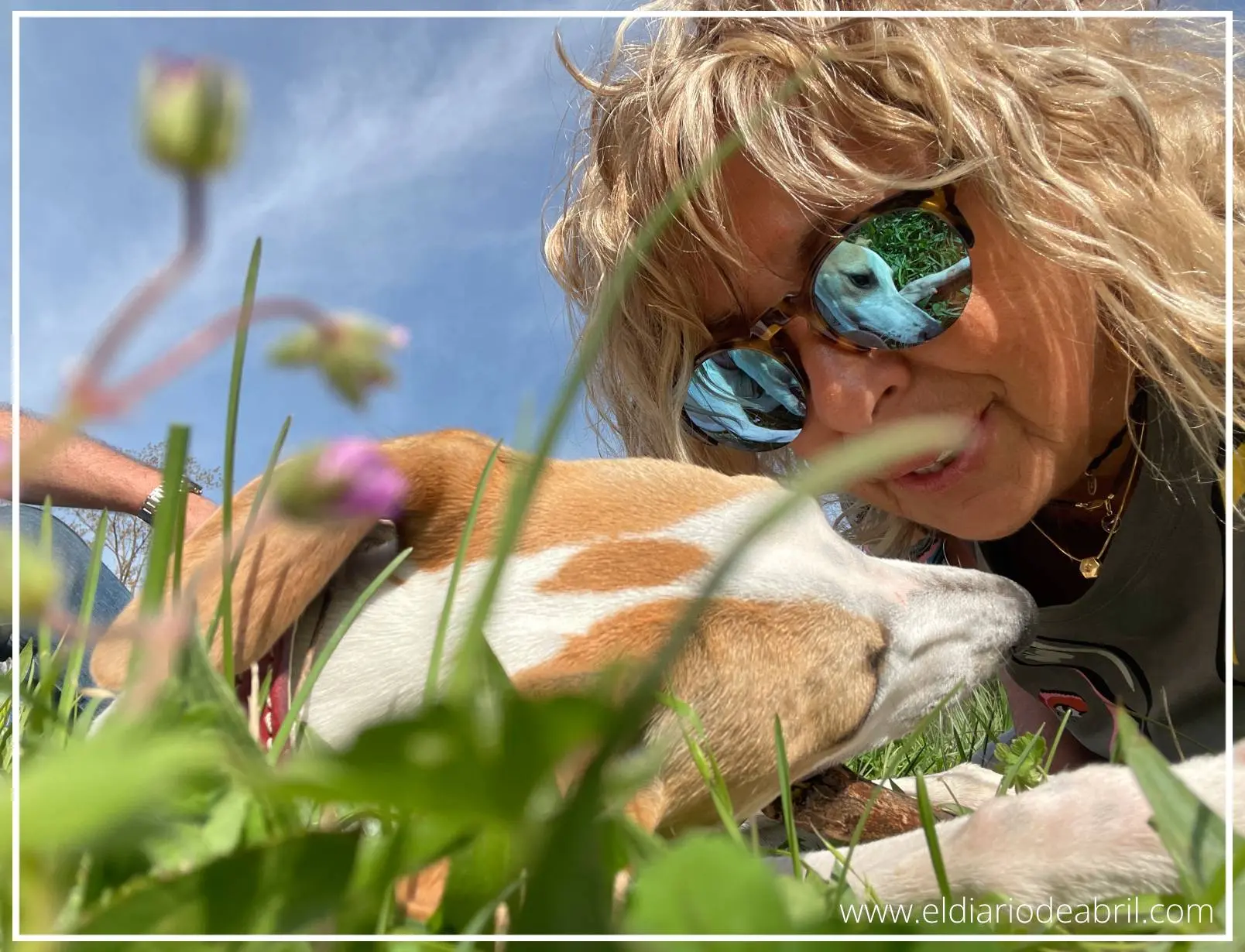 Whippet Abril tumbada en el campo con Irene