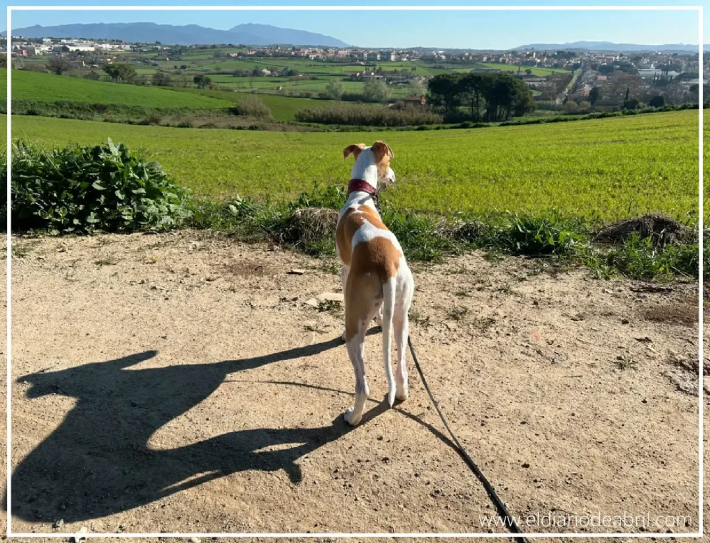 Whippet en un campo verde