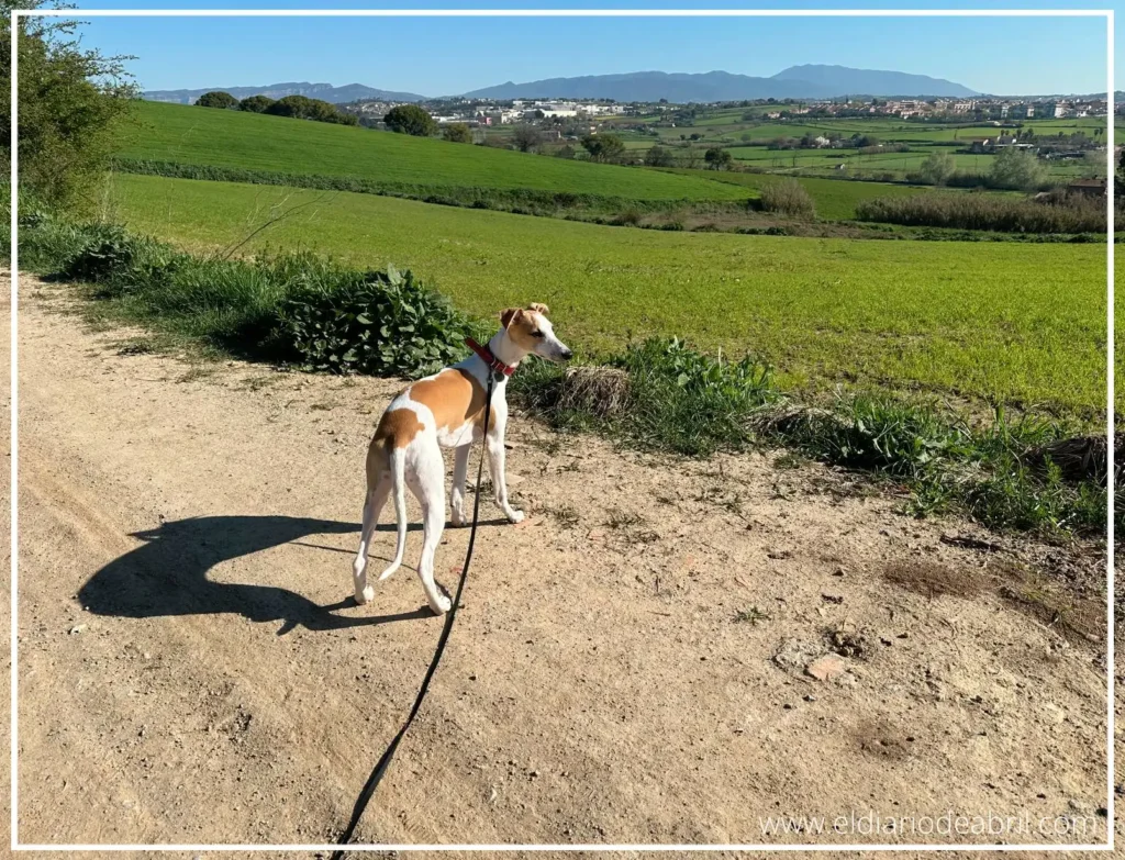 Whippet en fondo verde