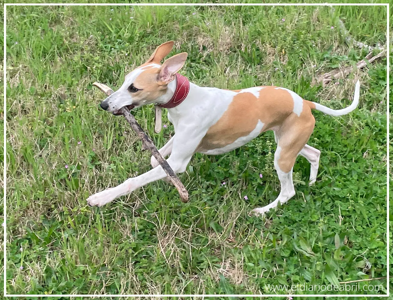 Whippet saltando con un palo