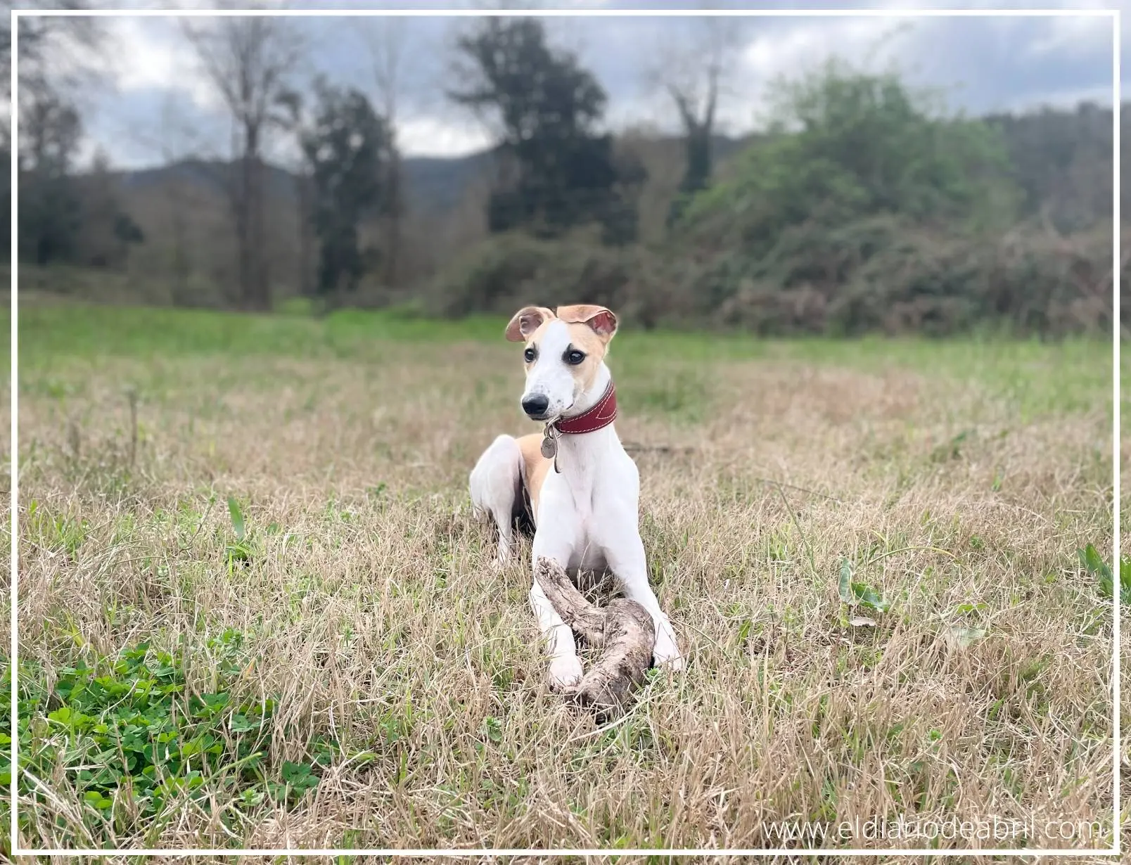 Una Whippet tumbada sobre la hierba